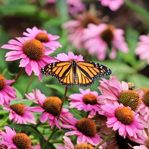 Monarch Butterfly Danaus Plexippus Field Of Purple Coneflowers Echinacea Purpurea