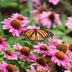 Purple Coneflower Care and Growing Tips