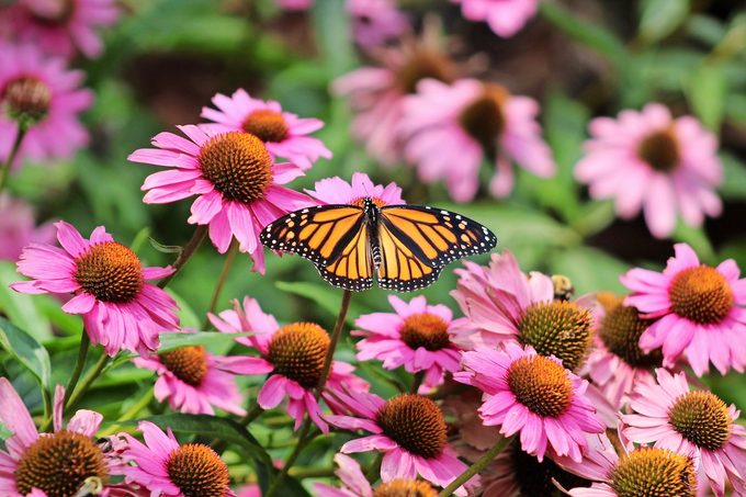 Purple Coneflower Care and Growing Tips