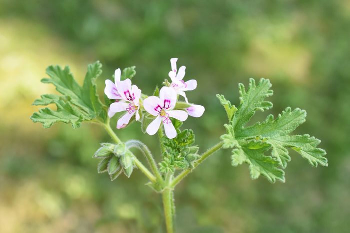 Lemon-scented geranium
