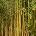 How to Remove Invasive Bamboo Plants From Your Yard