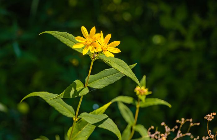 Blooming western sunflowers in late summer
