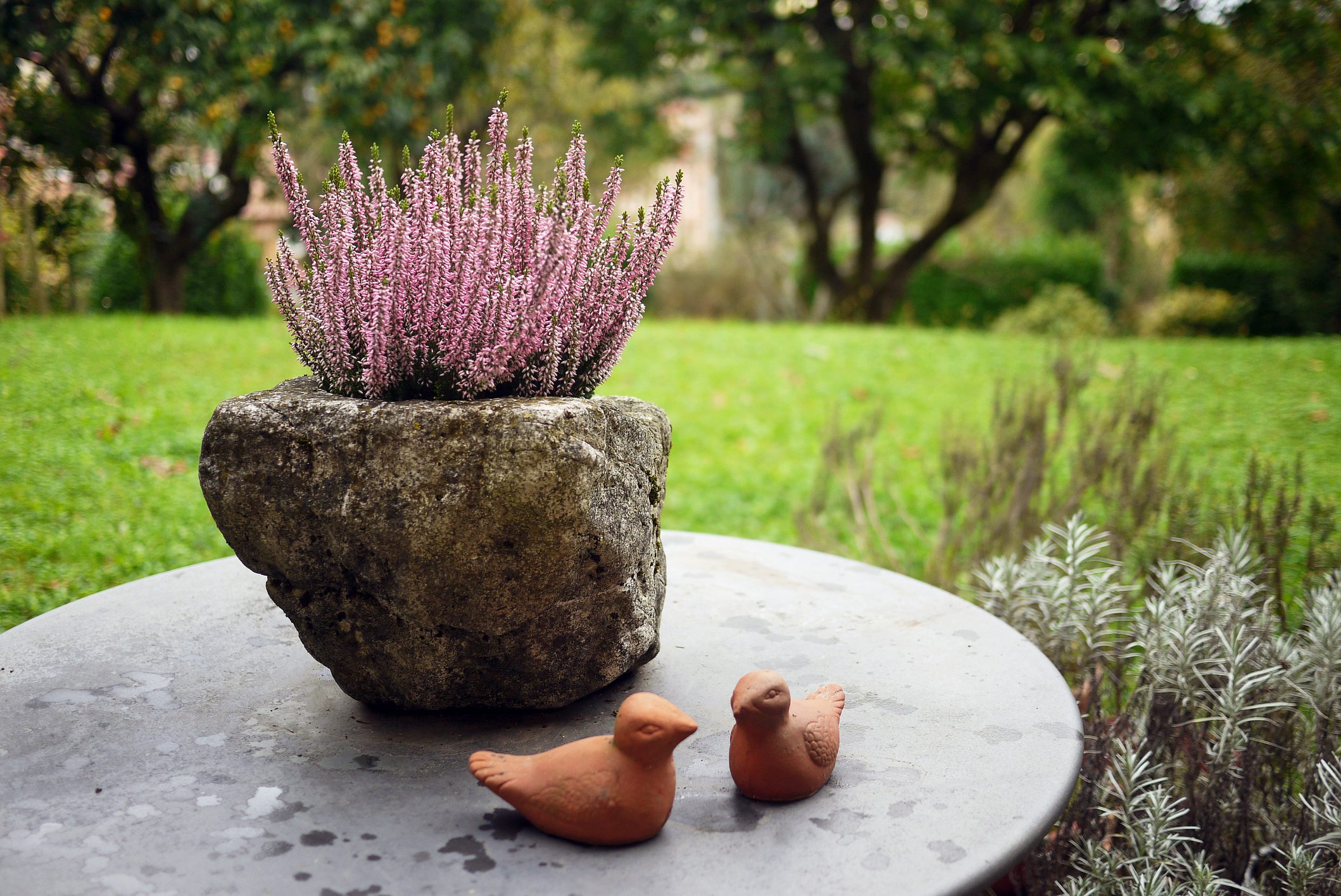 Pink heather on round garden able