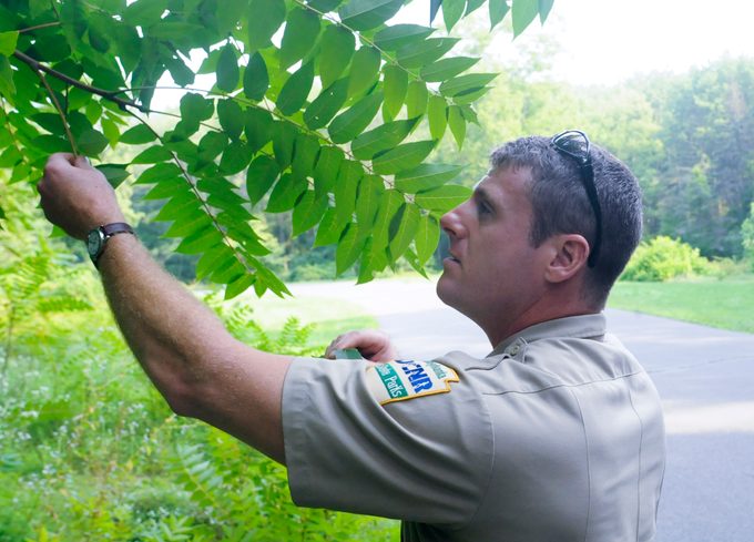 8/5/2009 Union Township, PAPark Manager Eric Brown inspects some tree of heaven ( Ailanthus altissima ) growing at French Creek State park.At French Creek State Park in Union Township Wednesday afternoon where Park Manager Eric Brown w