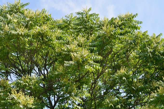 Tree of heaven