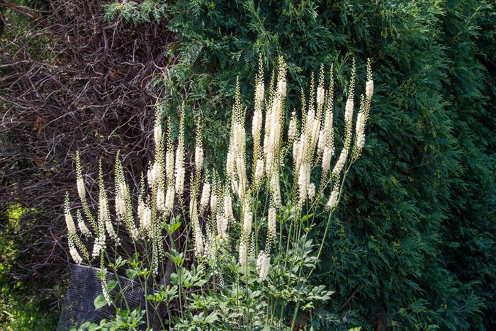 Black cohosh (actaea racemosa) flowers blooming in a sunny garden