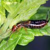 How to Identify and Get Rid of Earwigs