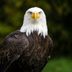 10 Fun and Fascinating Bald Eagle Facts