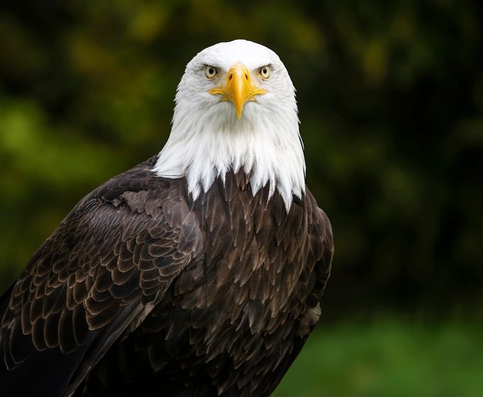 10 Fun and Fascinating Bald Eagle Facts
