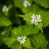 Garlic Mustard: A Noxious Invasive Weed