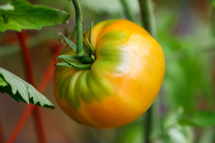 Kellogg's Breakfast Tomato on the Vine