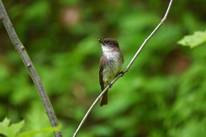 Eastern Phoebe Bird Showing Off Wasp It Caught