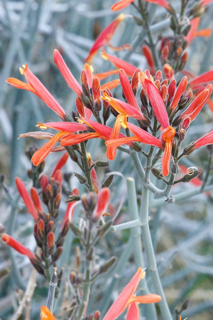 Justicia Californica Bloom Nw Sonoran Desert 030822