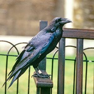 Raven, Tower Of London, London, United Kingdom