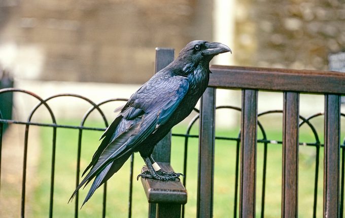 2 New Raven Chicks Debut at Tower of London
