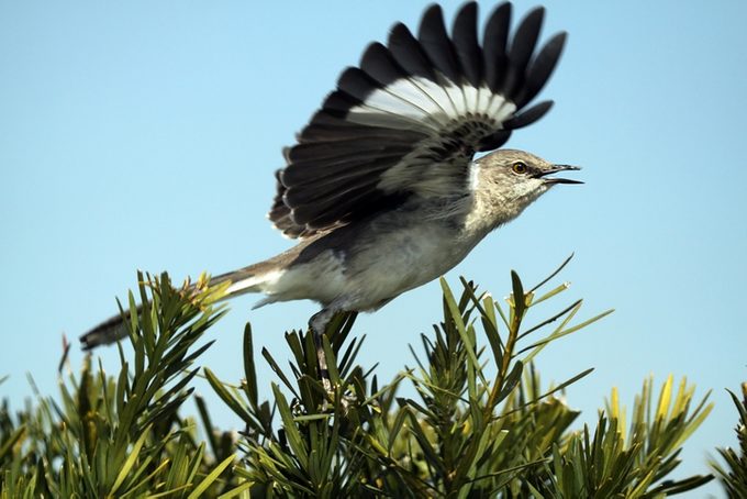northern mockingbird, dive bombing birds