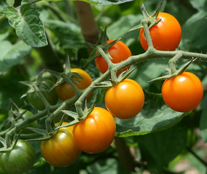 Cherry Tomato On Vine Sungold
