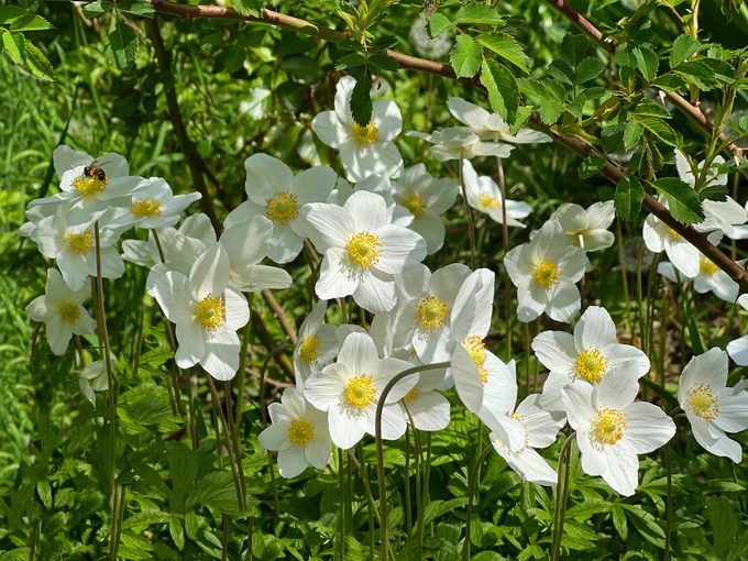 White flowers Anemone sylvestris, snowdrop anemone, windflowers.