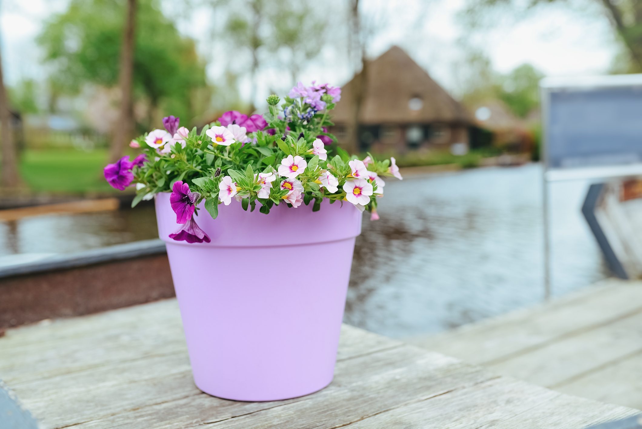 Pink Petunia flowers in purple pot on wooden table