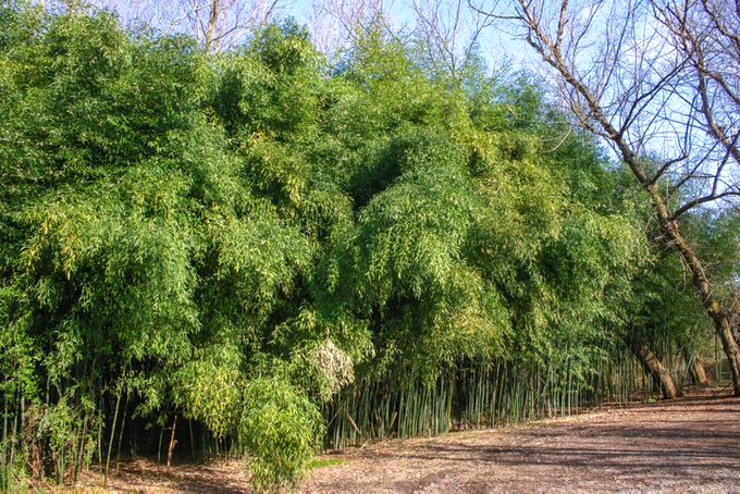 Thickets of bamboo in the suburbs of New Jersey, USA