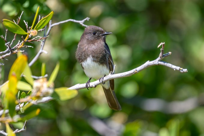 Black Phoebe On The Branch