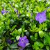 Impatiens vs Periwinkle Flowers: What's the Difference?