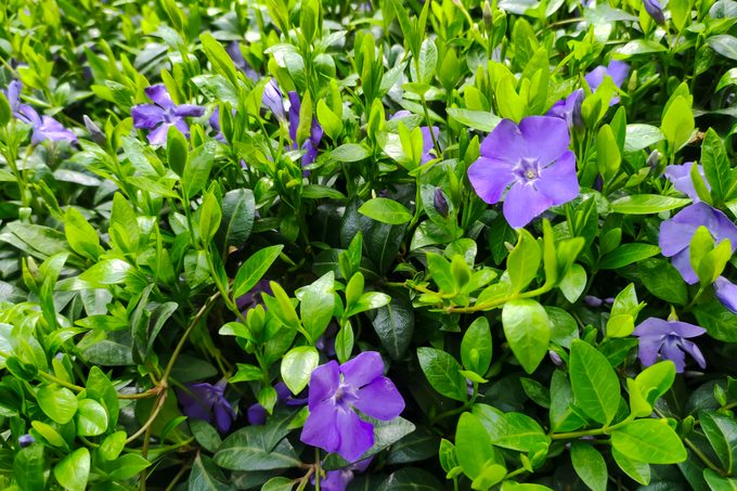 Impatiens vs Periwinkle Flowers: What’s the Difference?
