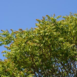 Tree of heaven