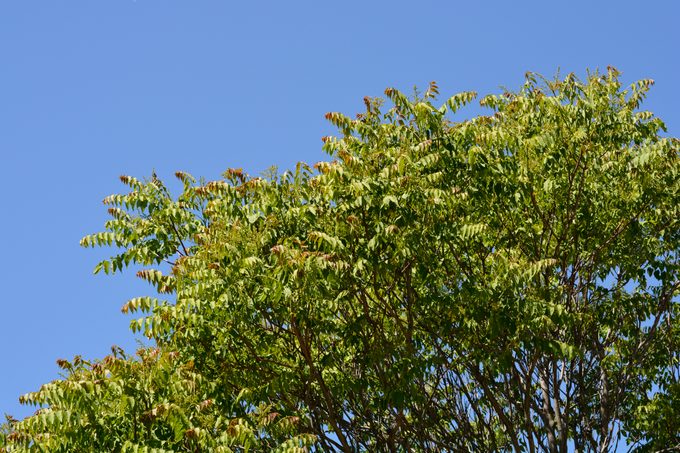 Never Grow Devilishly Invasive Tree of Heaven (Ailanthus)