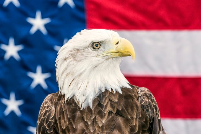 Close Up Of Bald Eagle Against American Flag