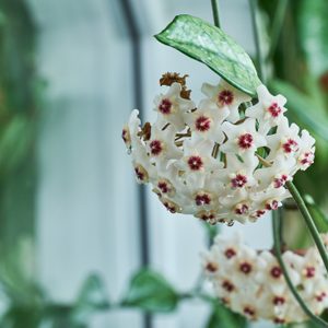 Hoya carnosa, the porcelainflower or wax plant, fragrant indoor plants