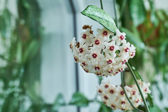 Top 10 Fragrant Indoor Plants to Perfume Your Home
