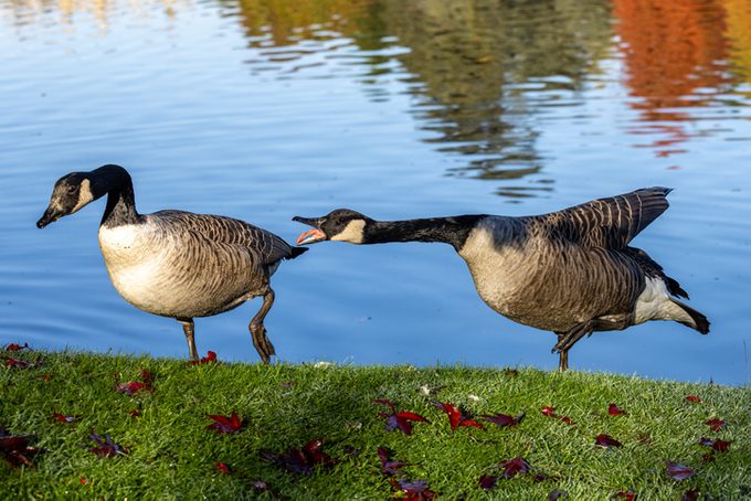A Canada Goose hissing at another one, on a sunny autumn day
