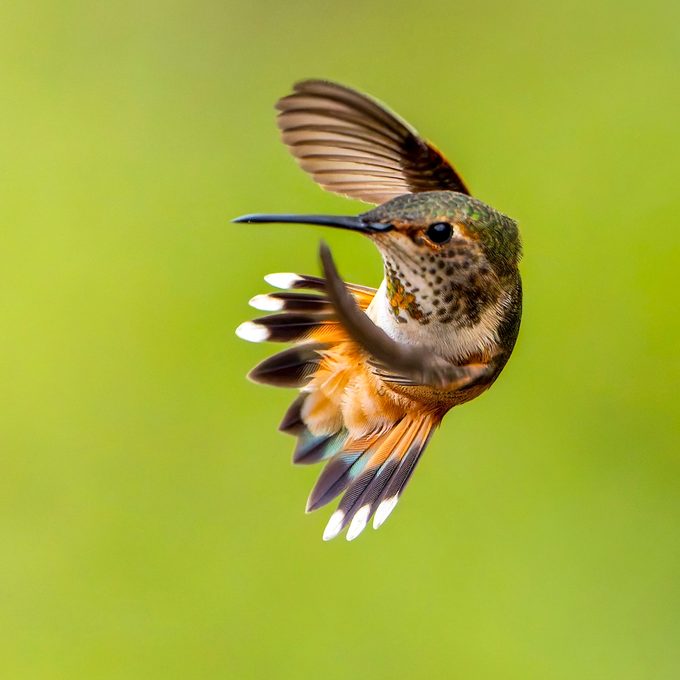 Rufous Hummingbird