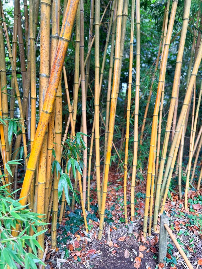 Image of invasive yellow groove bamboo canes / phyllostachys aureosulcata in japanese garden / spreading suckers rapid growth