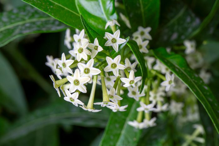 Cestrum nocturnum or Night Blooming Jasmine, the plant wich have scent in the night, fragrant indoor plants
