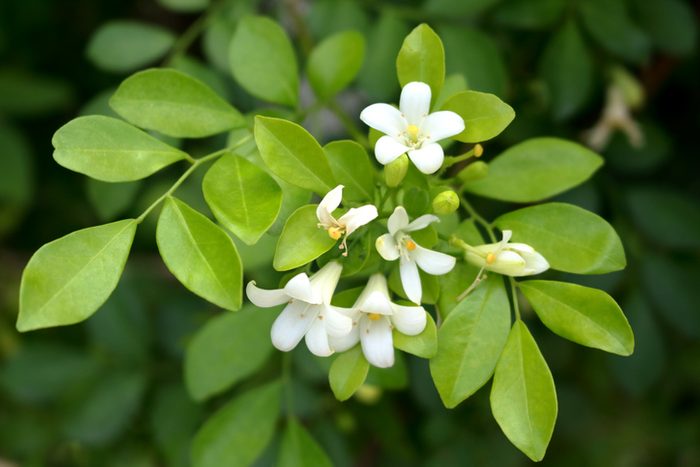 Leaves and flowers of Orange jasmine, fragrant indoor plants