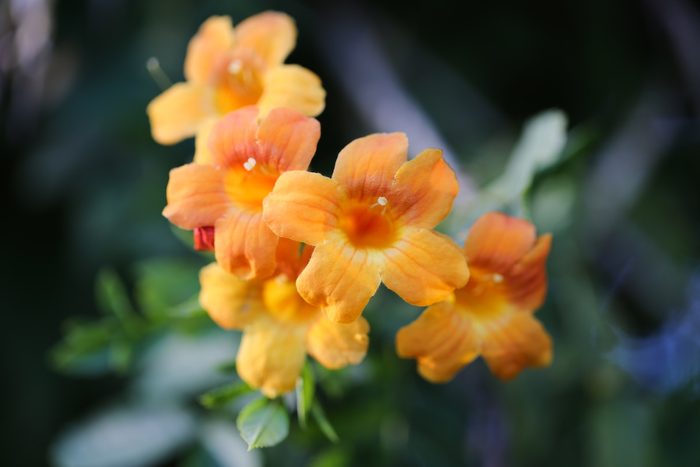 Capreolata Bignonia, Cross Vine, Crossvine
