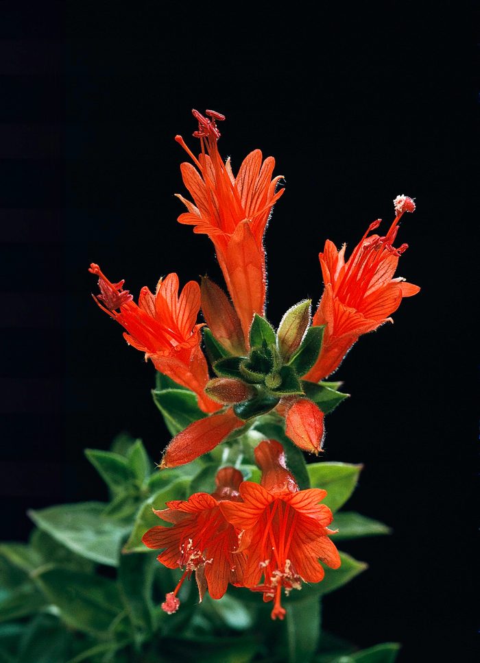 Epilobium Canum Ssp. Angustifolium (california Fuchsia, Hummingbird Trumpet)