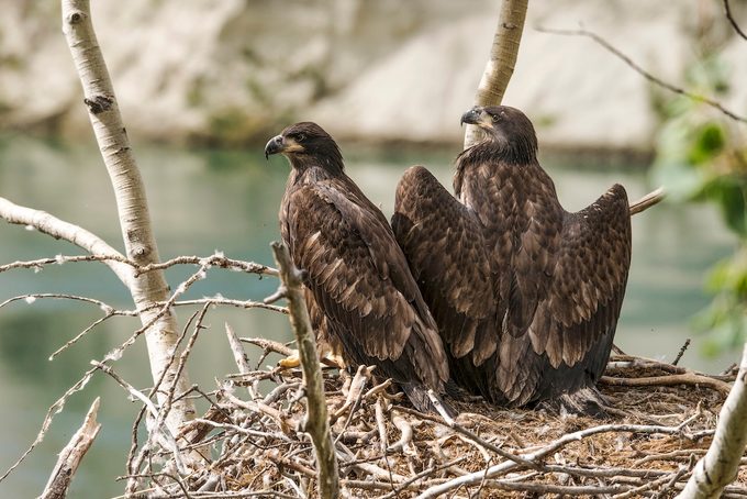 Three Month Old Bald Eaglets Ready To Fledge