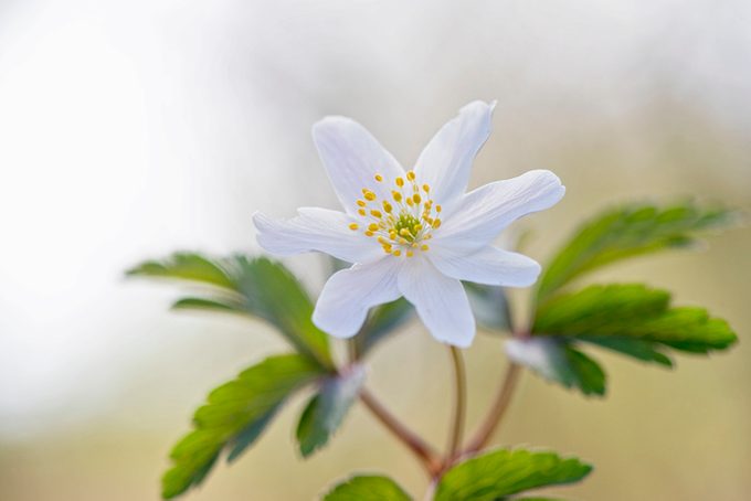 White wood Anemone flower