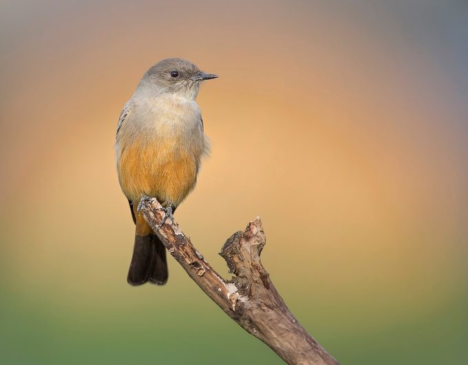 Say's Phoebe