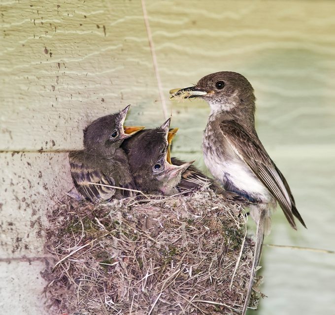 Eastern Phoebe nest Feeding Babies