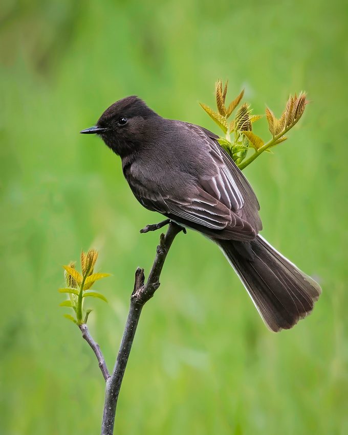 Black Phoebe bird (sayornis Nigricans) Perched