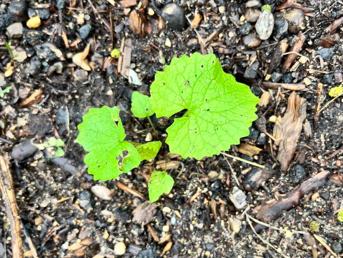 first year garlic mustard