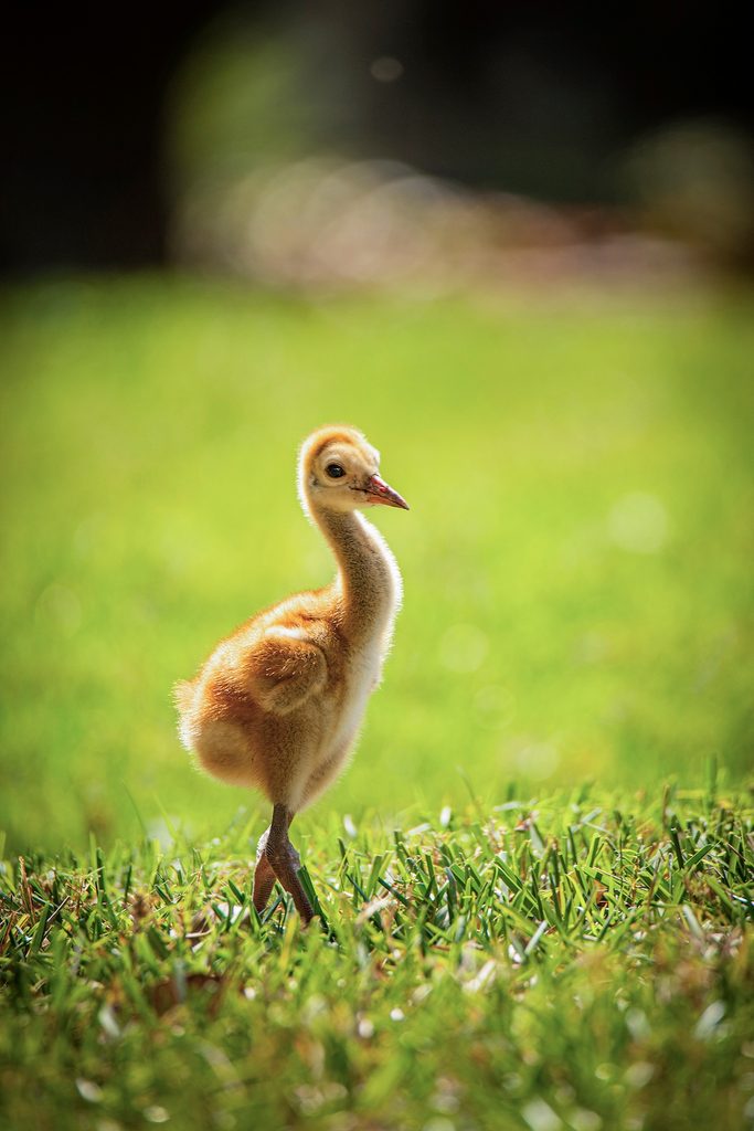 Marzena Mlyniec, juvenile bird