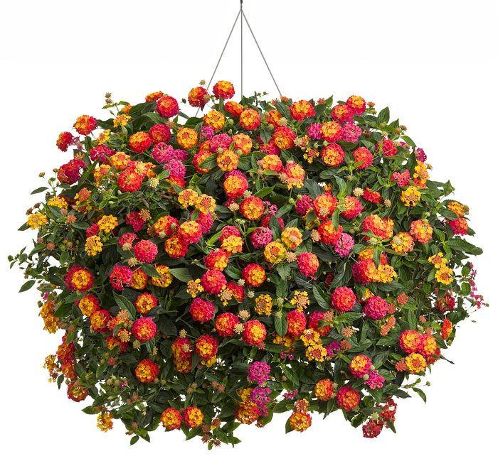 Pw Lantana Berry Blend Basket