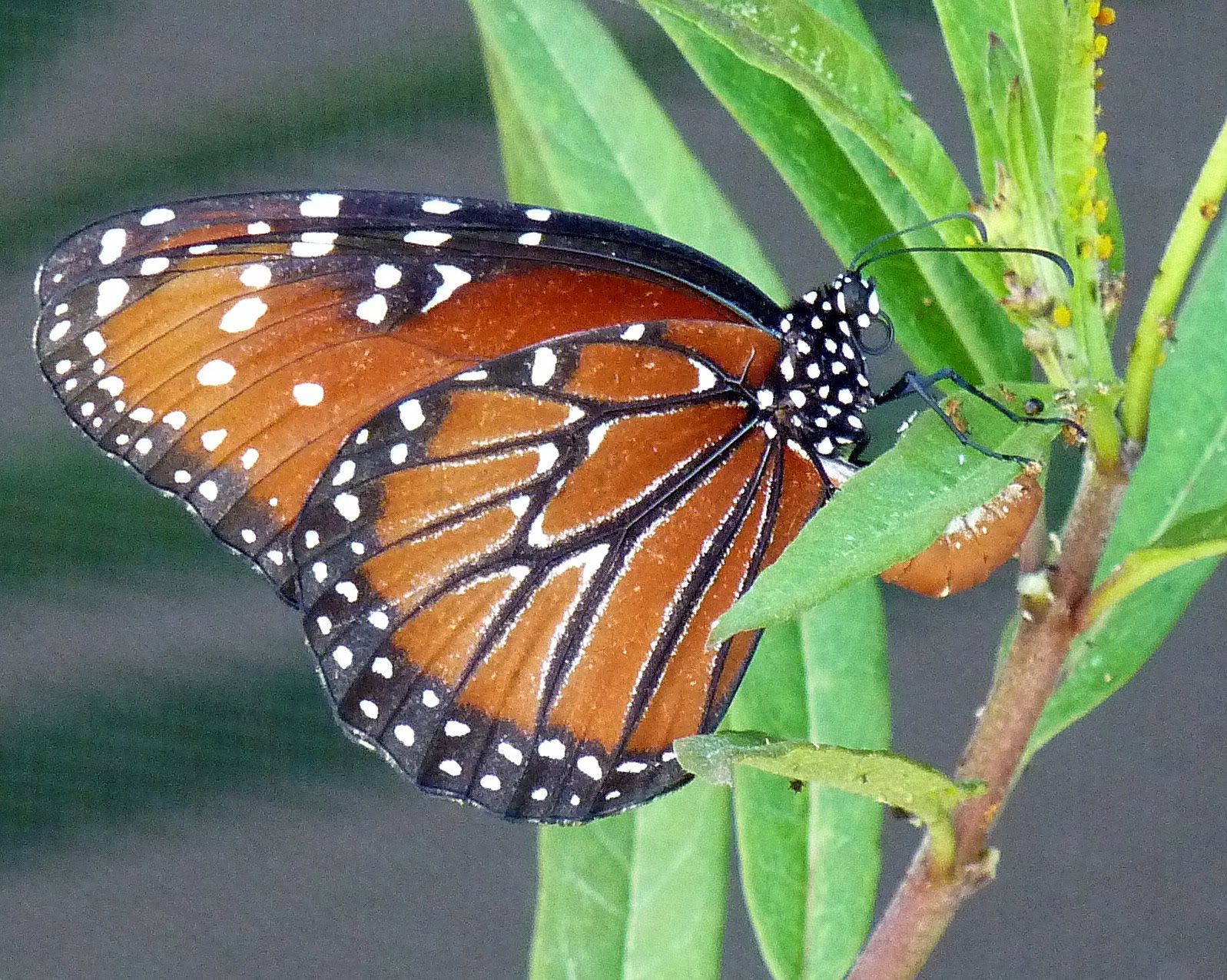 Queen Jms 09072009