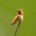 Identify and Attract a Rufous Hummingbird