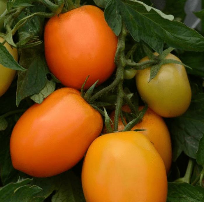 Sunrise Sauce Tomato